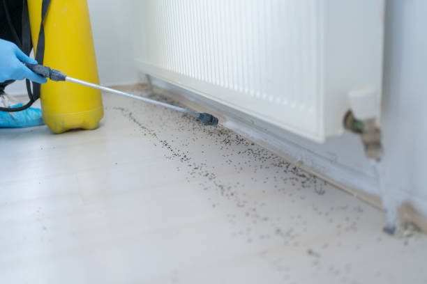 Best Rat Extermination Near Me  in Susan Moore, AL